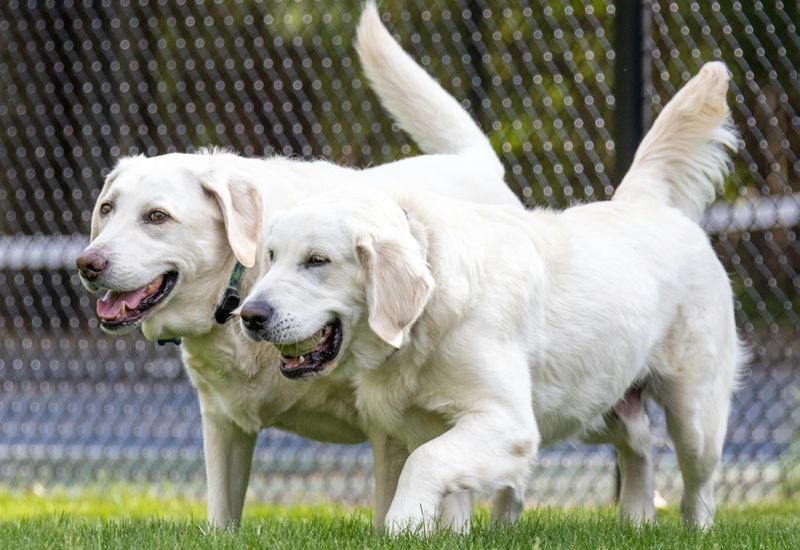 labrador