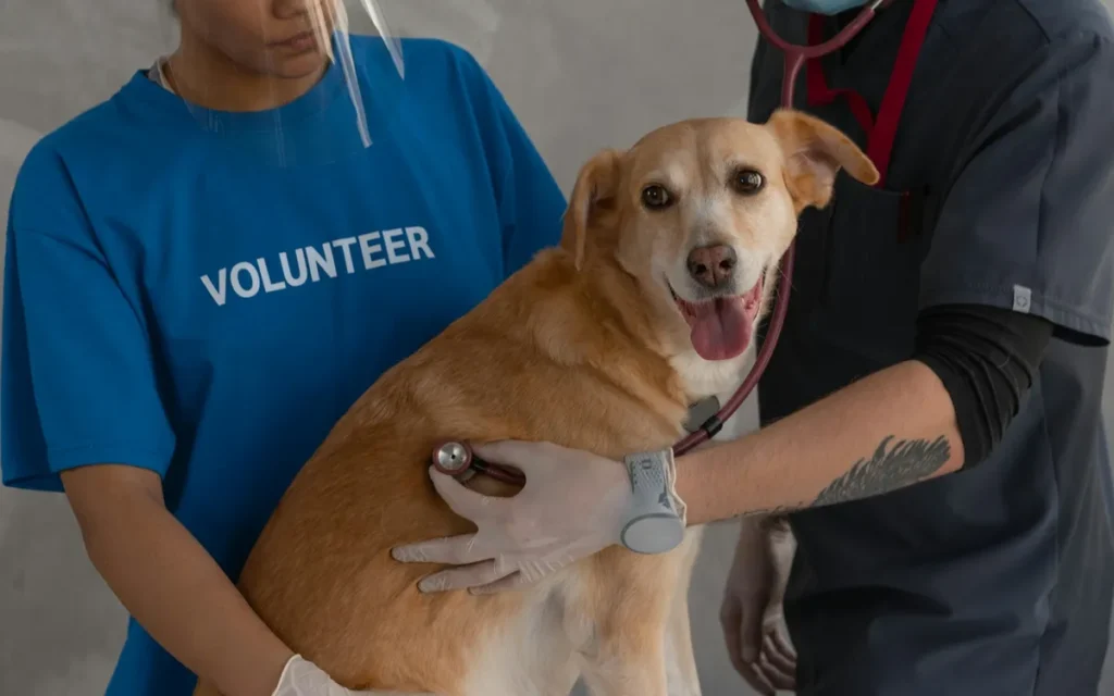 5 Key indicators of your dog's health