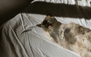 7 Things your cat loves to do when you’re not home