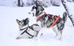 Check out which dogs are super cold-resistant