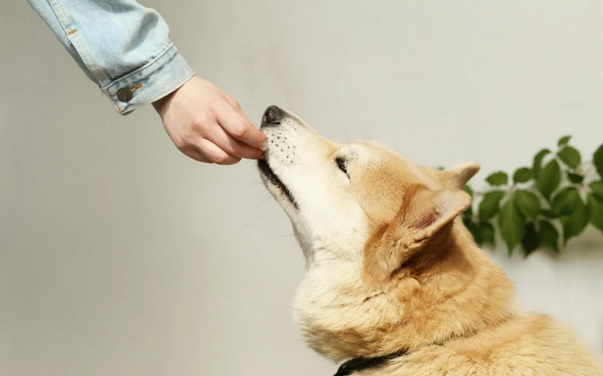What to watch for in your dog's health: Daily feeding tips