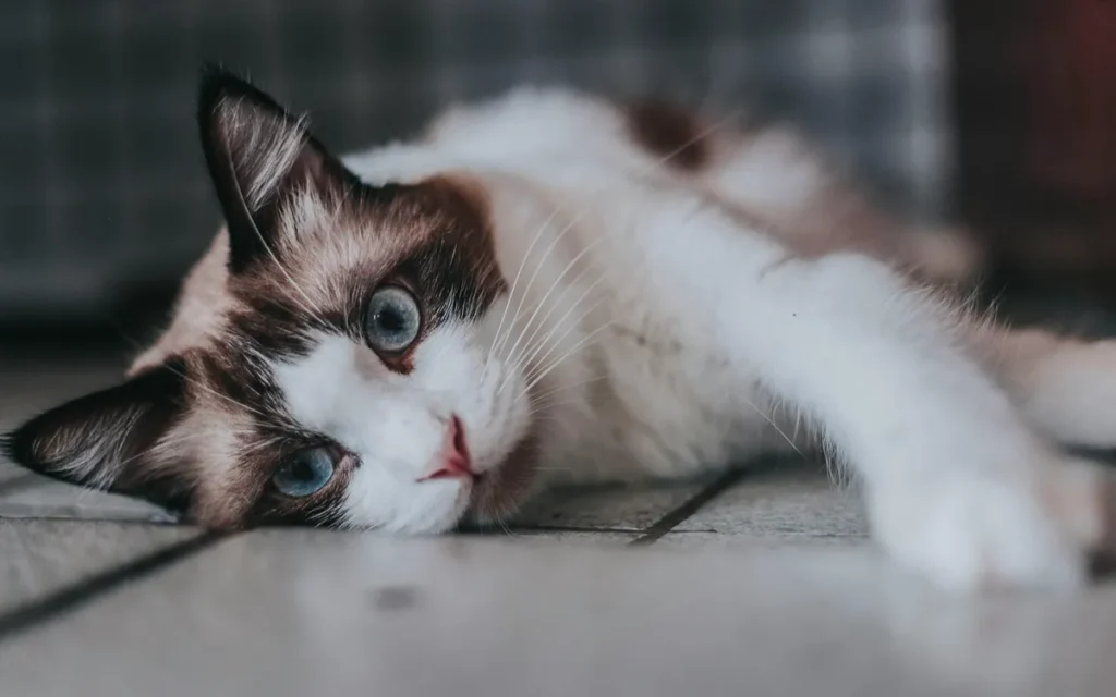 how smart is your cat? discover which breed tops the intelligence chart