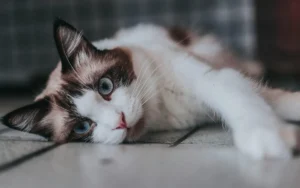 how smart is your cat? discover which breed tops the intelligence chart