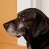 Signs your dog is aging: How to care for your senior companion