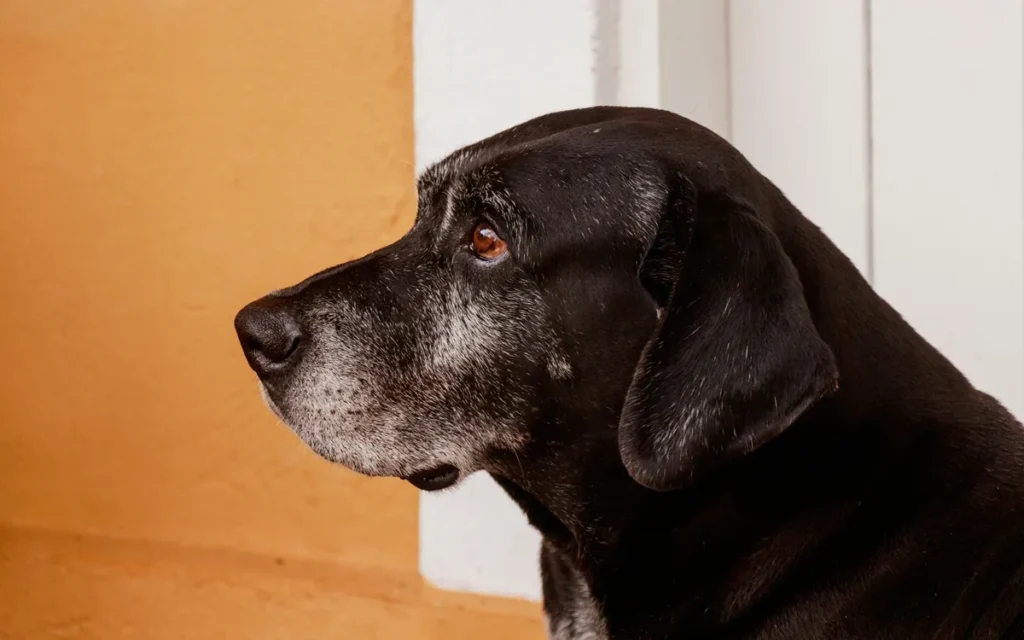 Signs your dog is aging: How to care for your senior companion