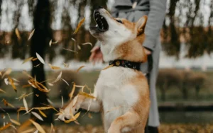 why does my dog bark when other dogs bark