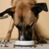 Why your dog’s picky? Food fixes & balanced bowls