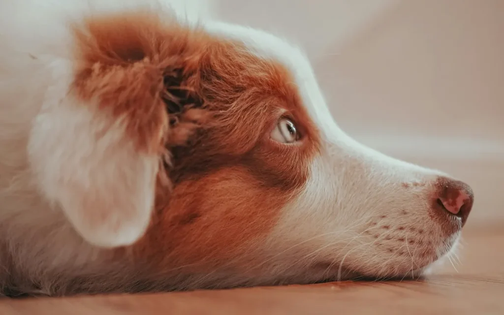 10 Tales of faithful paws and unbreakable bonds