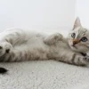 8-signs-your-cat-is-healthy-and-happy