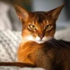 Today’s star – the Abyssinian cat