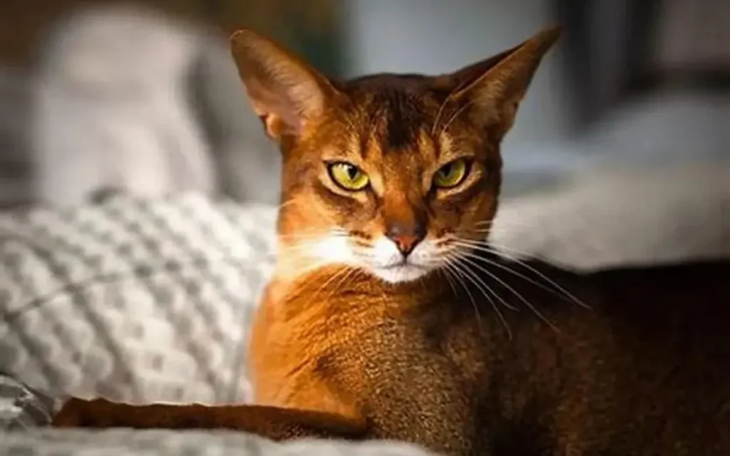 Today’s star – the Abyssinian cat