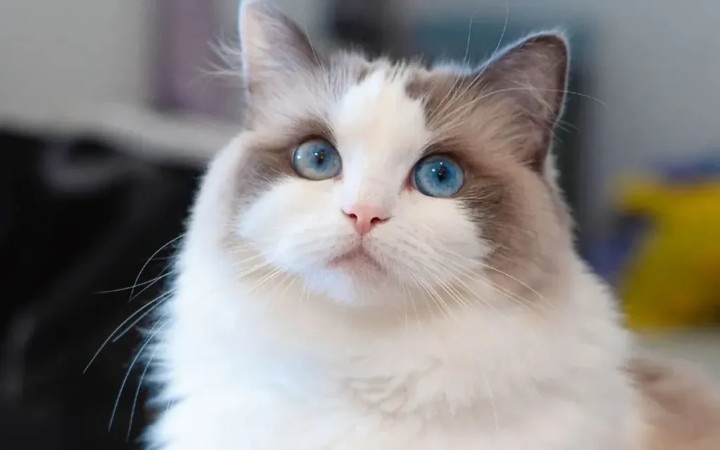 Today’s star – the Ragdoll cat