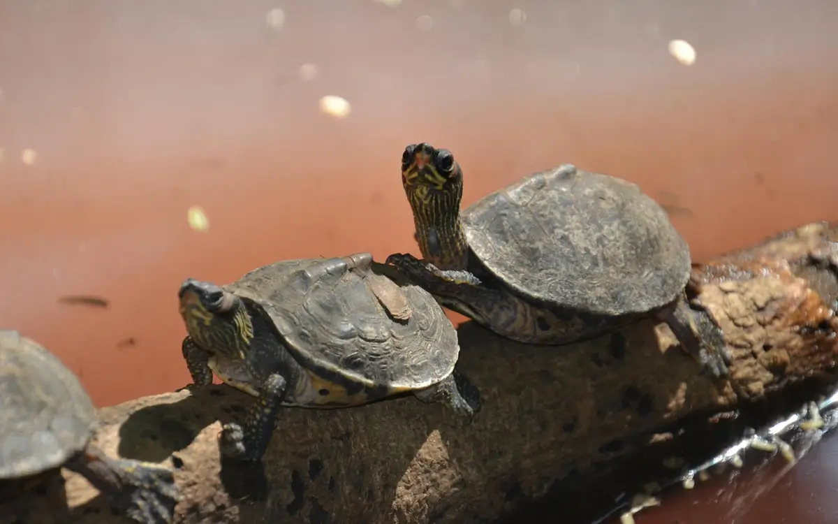 Are turtles truly long-lived