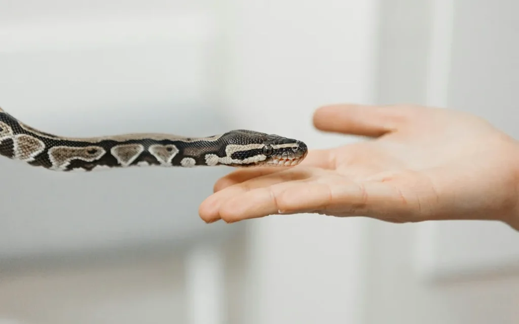 Beginner’s guide to pet snake species and behavior