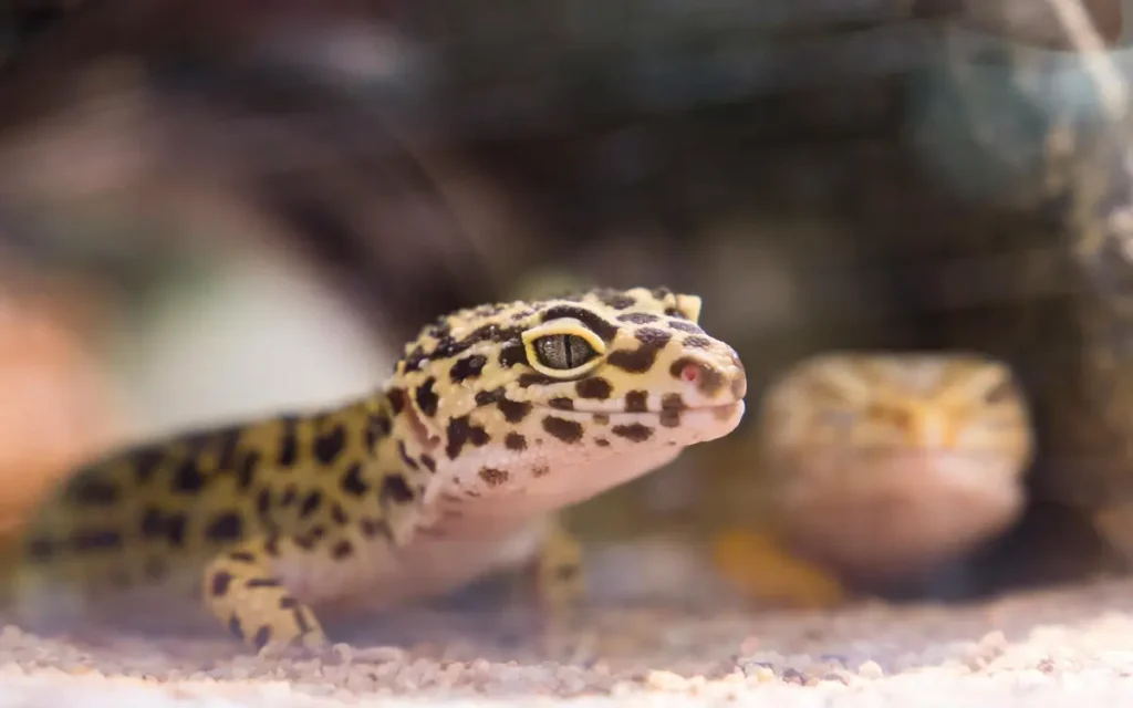 Getting Started: A Guide to Lizard Care for Beginners