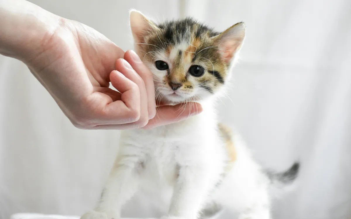 cat-chin-resting-meaning