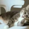 Cats licking their fur - The truth is