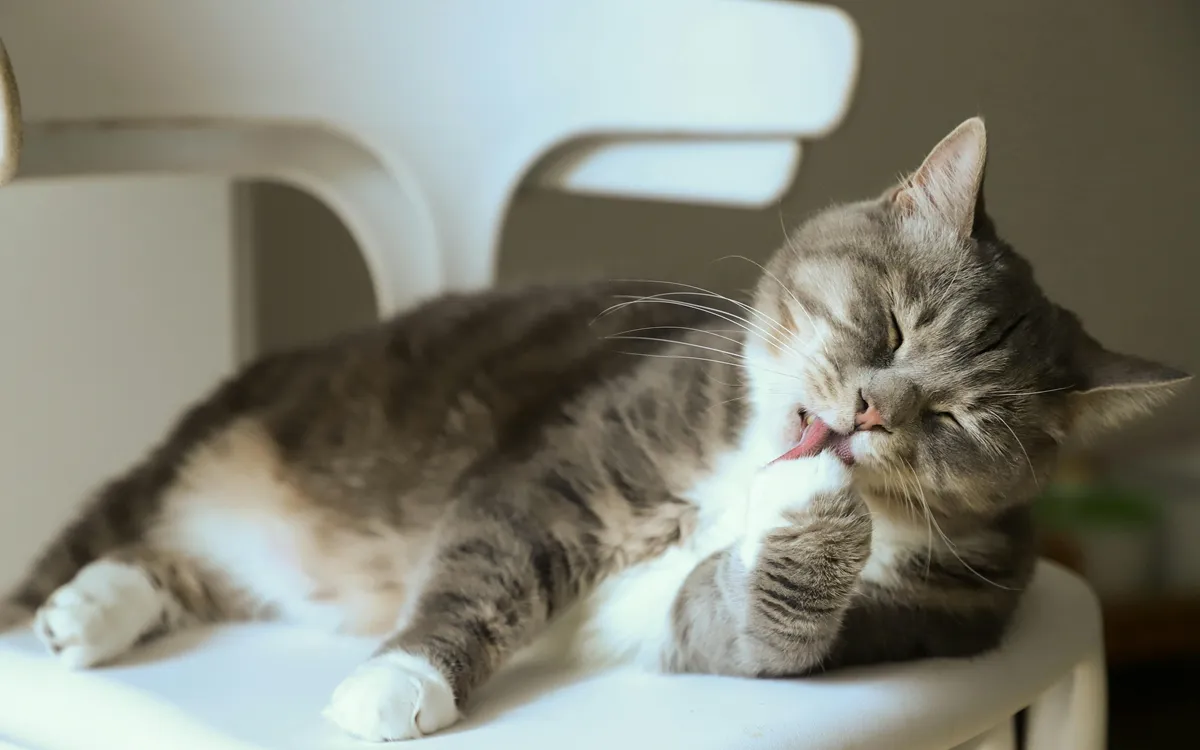 Cats licking their fur - The truth is