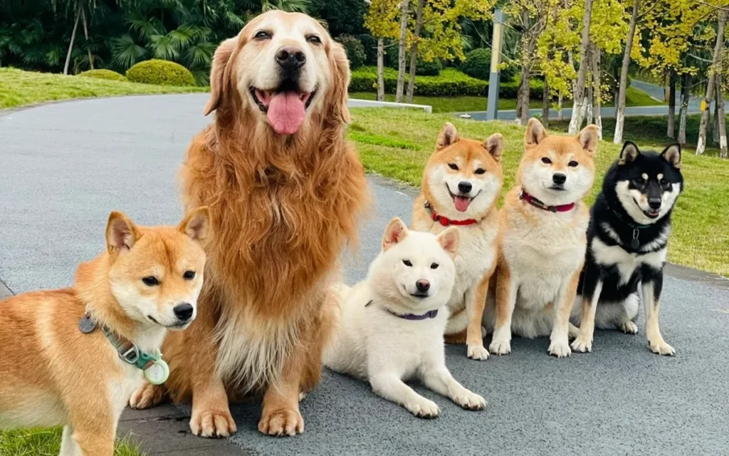 "Dogs Have Bad Memory"—Is That Really True