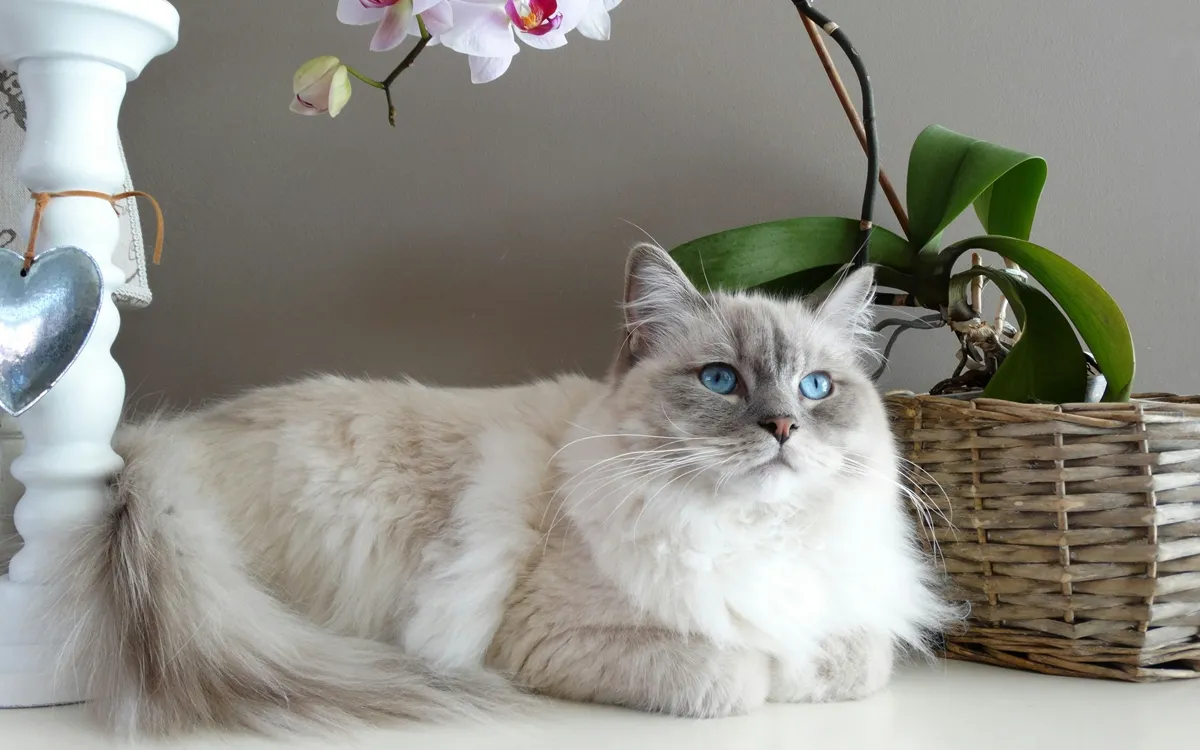 Does your cat love you? The science behind their aloofness