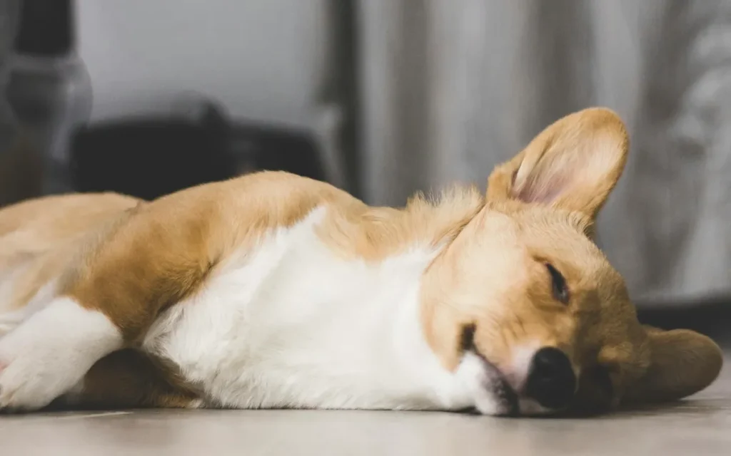 What your dog's sleeping position reveals