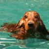 What to pay attention to before and after your dog swims
