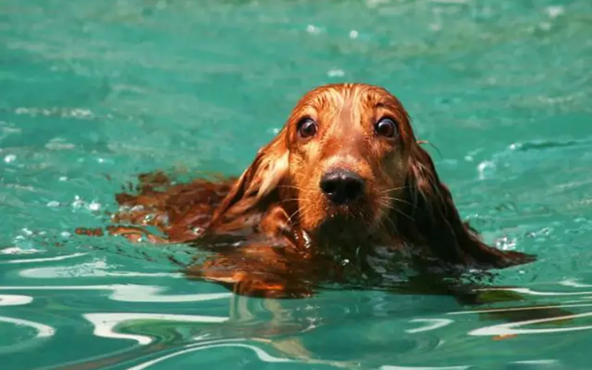 What to pay attention to before and after your dog swims