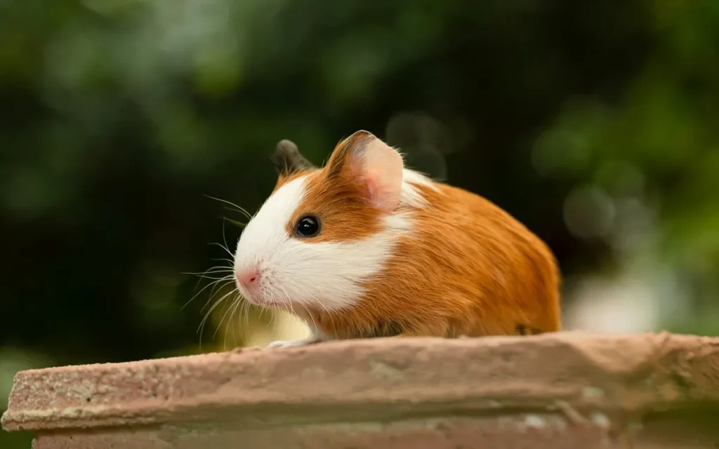 Guinea pig care isn't easy – a beginner’s guide