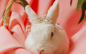 8 Habits for a long, happy bunny life