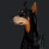 Here & In Command: The Dobermann