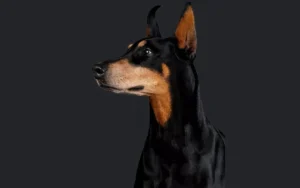 Here & In Command: The Dobermann