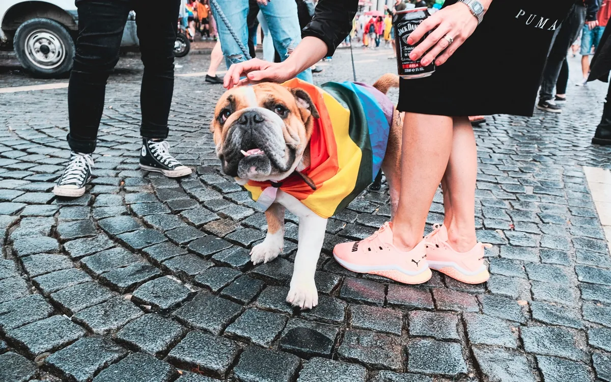 how-to-socialize-your-dog