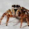 Q&A for novice spider keepers