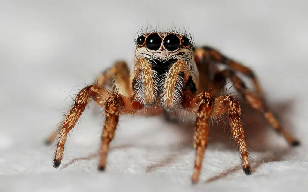 Q&A for novice spider keepers