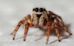 Q&A for novice spider keepers