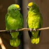 Why Do Parrots Mimic Human Speech?