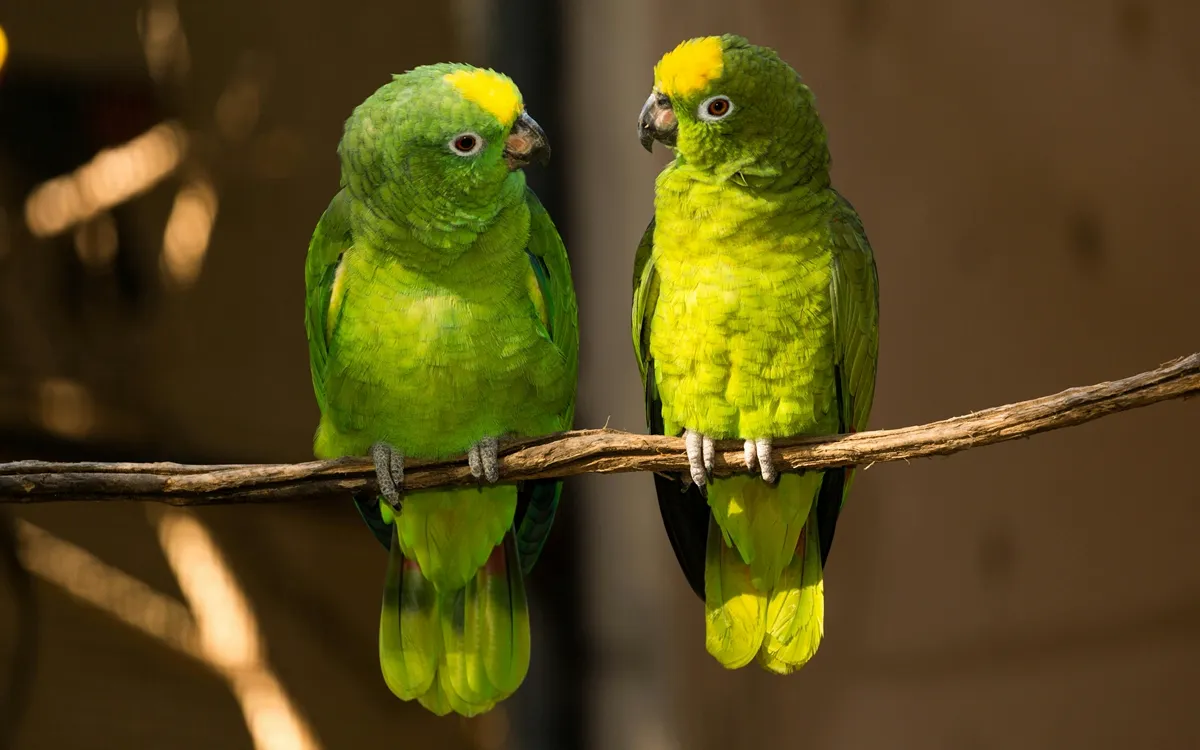 Why Do Parrots Mimic Human Speech?