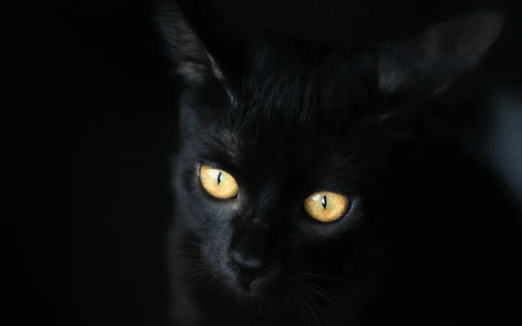 Why do pets’ eyes glow at night