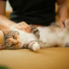 10+ Pro-Level Cat Petting Techniques Every Cat Lover Should Master