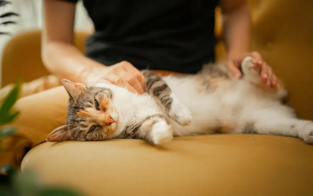 10+ Pro-Level Cat Petting Techniques Every Cat Lover Should Master
