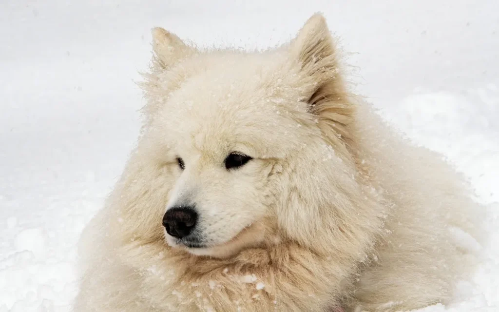 No spring breeze can match my charming smile—I am a Samoyed!