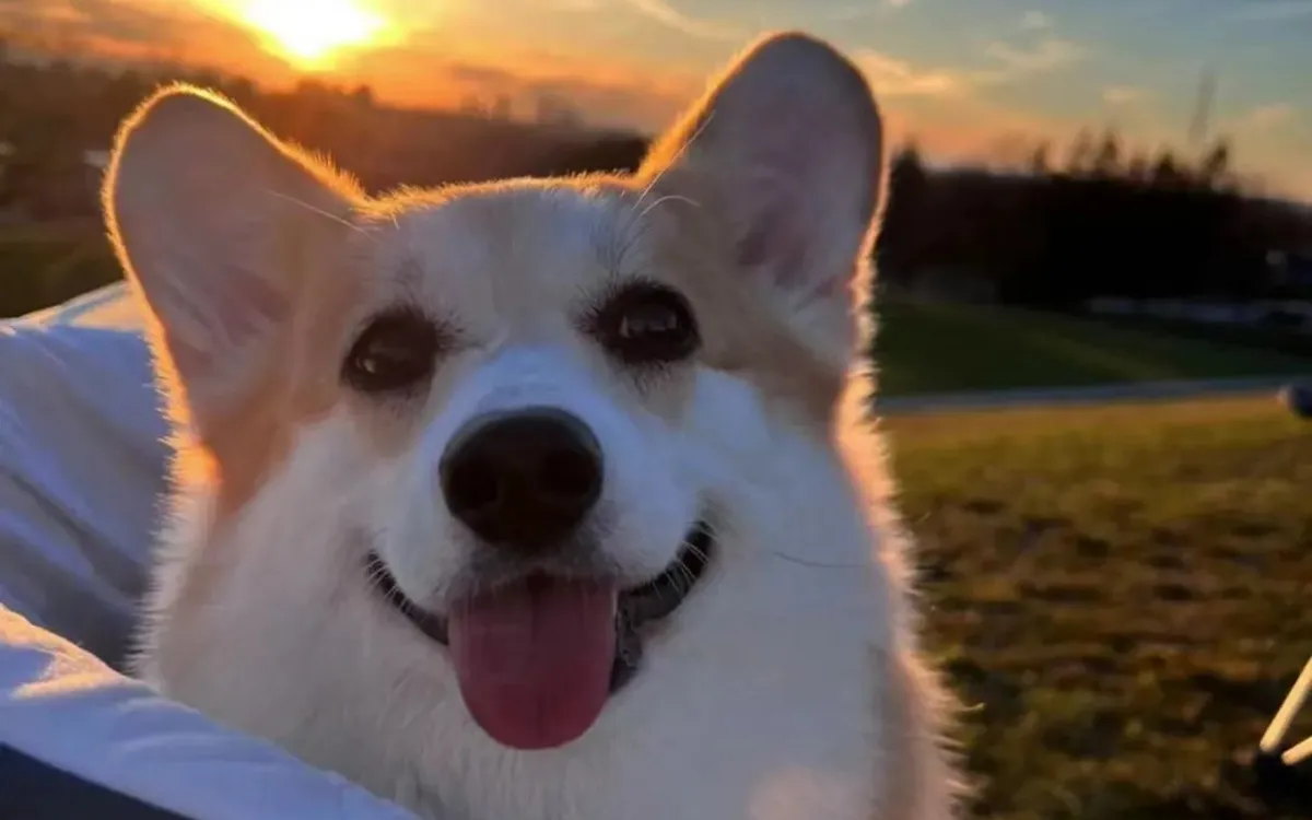 Science explains why dogs follow their owners