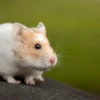 Season-by-season hamster care guide