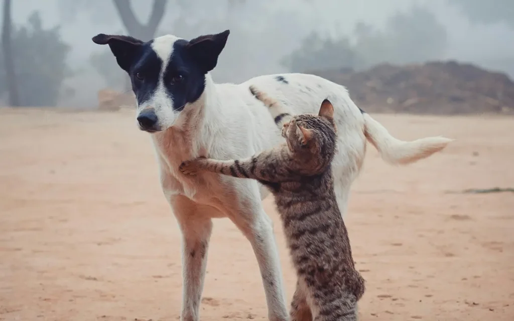 Why bigger dogs can't beat cats