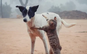 Why bigger dogs can't beat cats