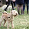 Why dog walks boost bond and health