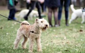 Why dog walks boost bond and health