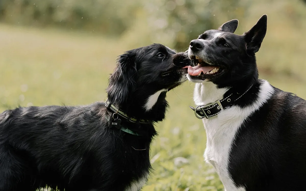 Why dogs can’t stop licking feet