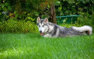 why-understanding-your-dogs-body-language-matters