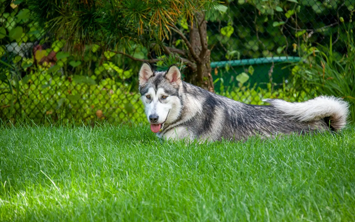 why-understanding-your-dogs-body-language-matters